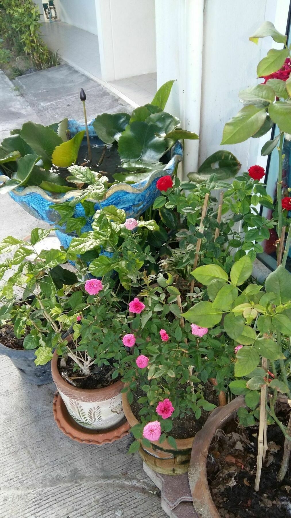 Saver Guesthouse Chaweng  Esterno foto